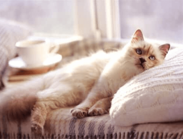 How cold is too cold for cat in house. my pet blog