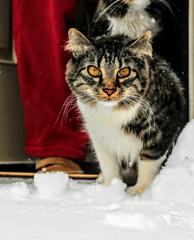 How cold is too cold for cat in house. my pet blog